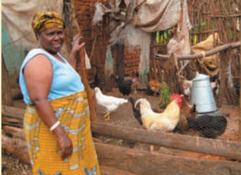 A beneficiary of improved poultry